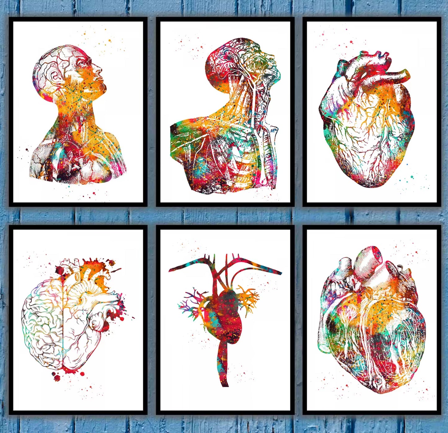 Head and Torso Heart Anatomy Heart Anatomy Heart and Brain Heart Section Anatomical Medical and Science Poster