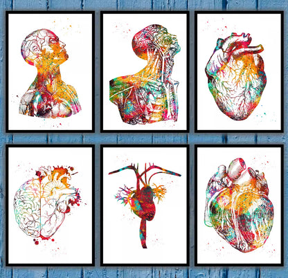 Head and Torso Heart Anatomy Heart Anatomy Heart and Brain Heart Section Anatomical Medical and Science Poster