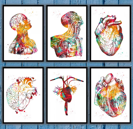 Head and Torso Heart Anatomy Heart Anatomy Heart and Brain Heart Section Anatomical Medical and Science Poster