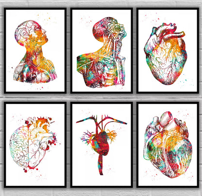 Head and Torso Heart Anatomy Heart Anatomy Heart and Brain Heart Section Anatomical Medical and Science Poster